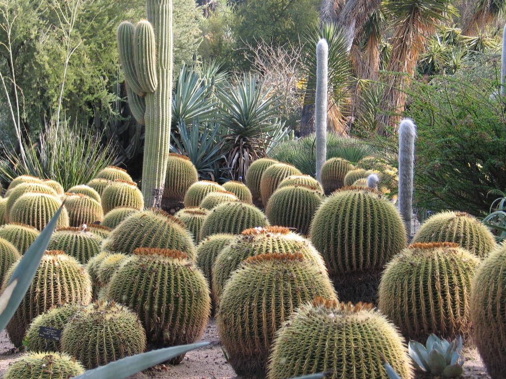 John Denson - Desert Gardener Blog About Page