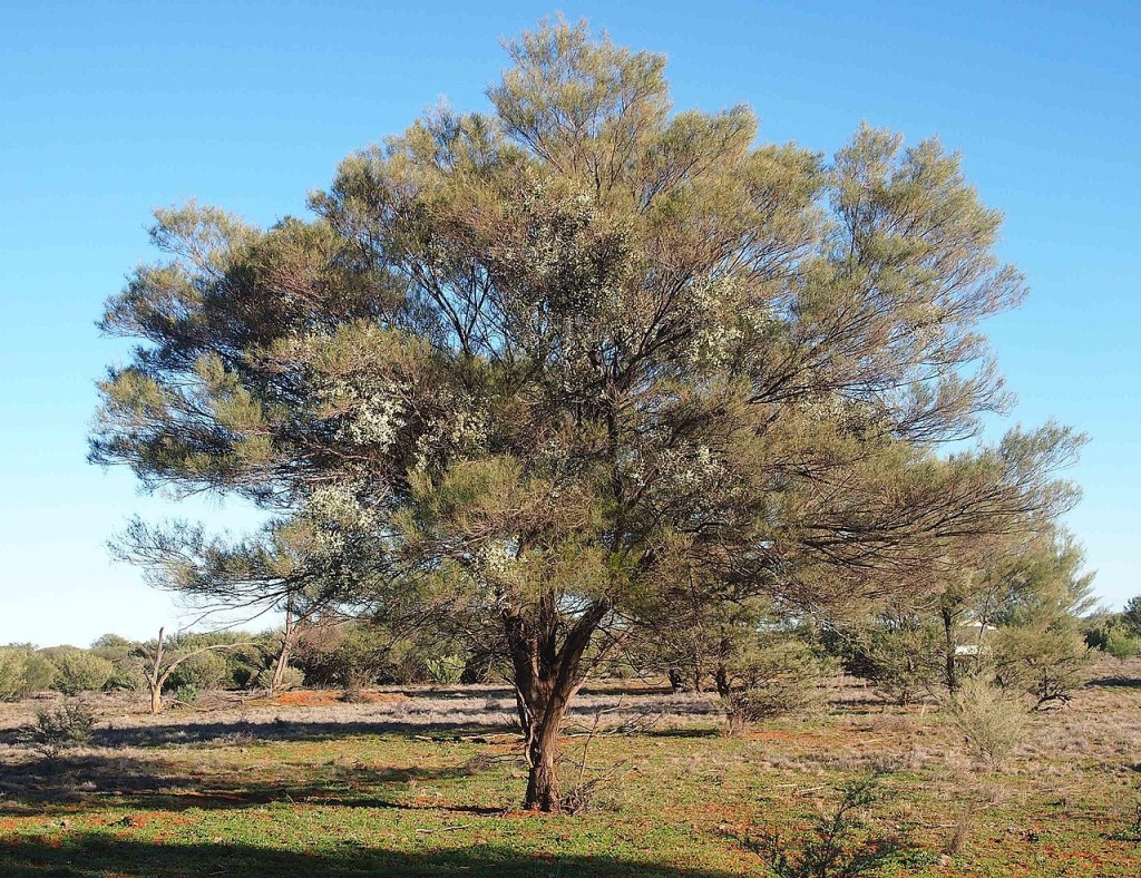 Mulga Acacia (Acacia aneura) 