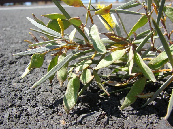 Mulga Acacia (Acacia aneura) seed pods