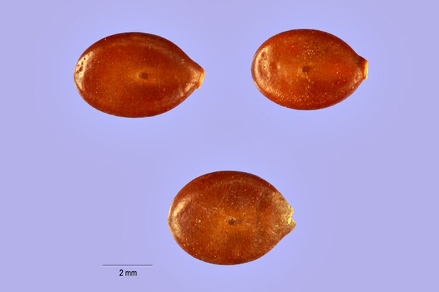 Acacia aneura seeds (mulga acacia)