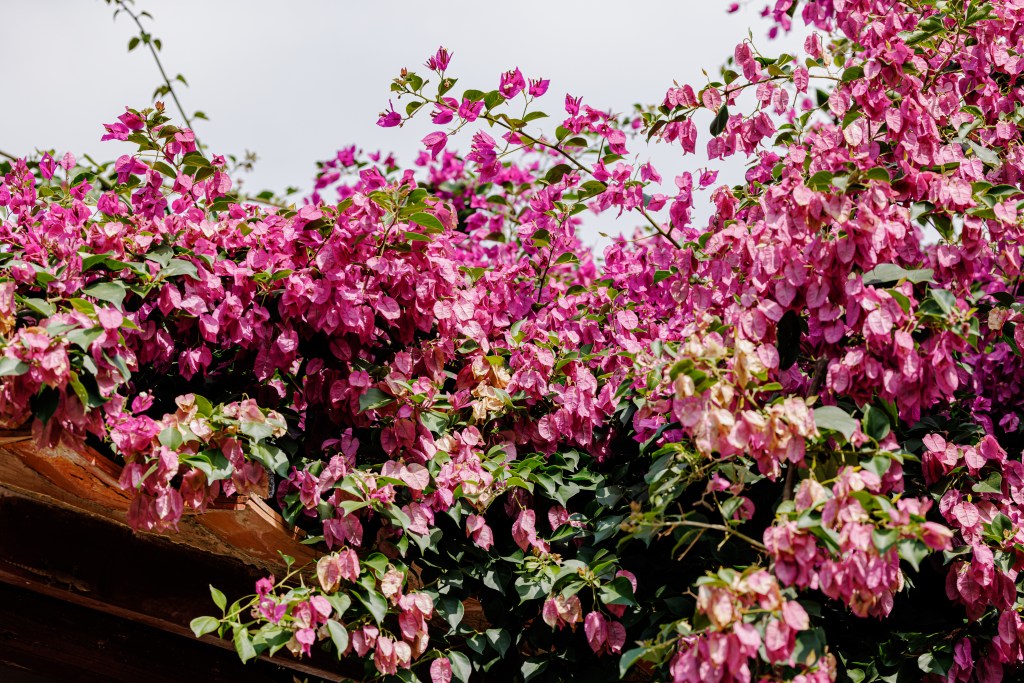 Bougainvillea grows in the desert, phoenix, tucson, arizona, california, texas