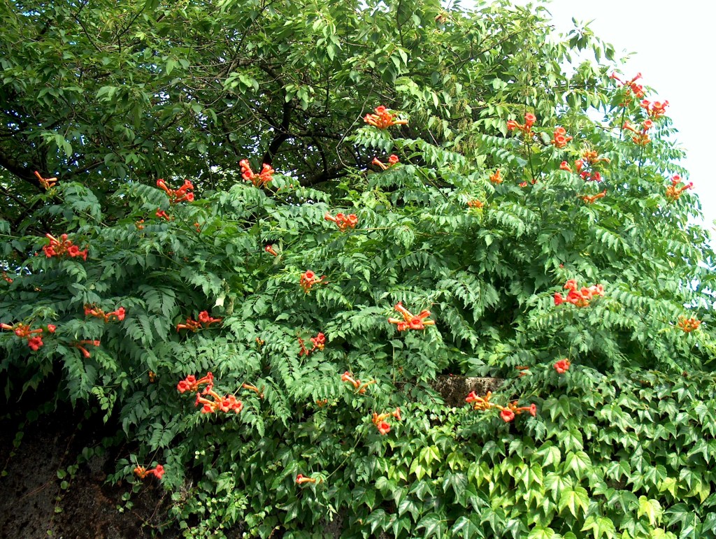 Campsis radicans —  Trumpet Creeper