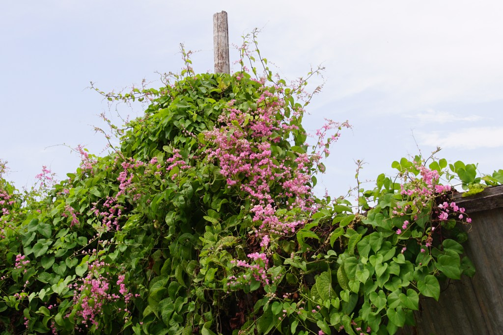 Coral Vine - Antigonon leptopus