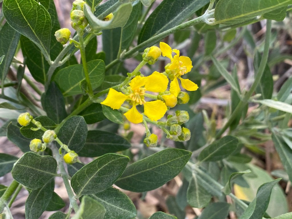 Callaeum macropterum— Yellow Orchid Vine