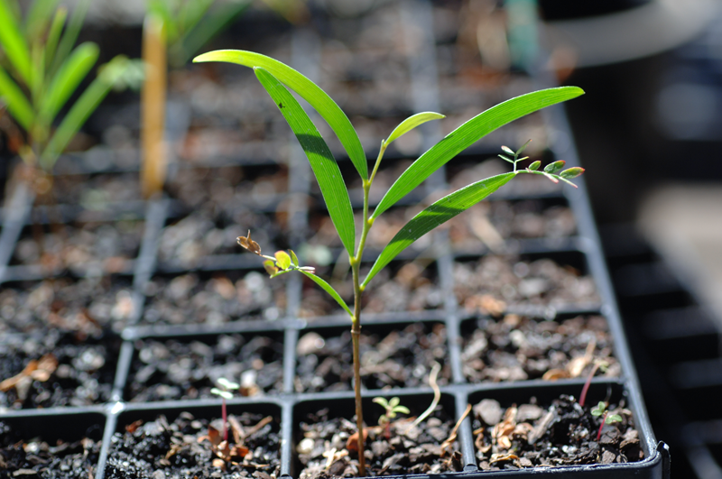How to Propagate Mulga Acacia (Acacia aneura) from&nbsp;Seed