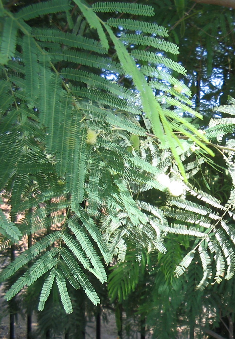 Acacia berlandieri – Guajillo – Desert Gardener
